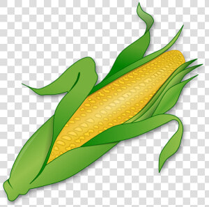 Corn On The Cob Maize Sweet Corn Clip Art   Corn Clipart Transparent Background  HD Png Download