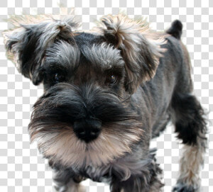 Miniature schnauzer   Shouser Dog  HD Png Download