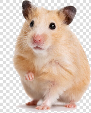 Transparent Gerbil Png   Syrian Hamster  Png Download