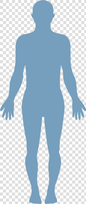 Human Body Vector   Transparent Healthy Body Png  Png Download