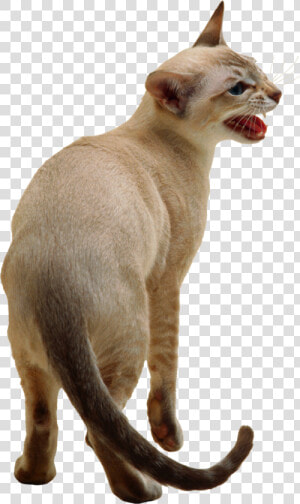 Cute Cat Png Image   Siamese Cat Transparent Background  Png Download