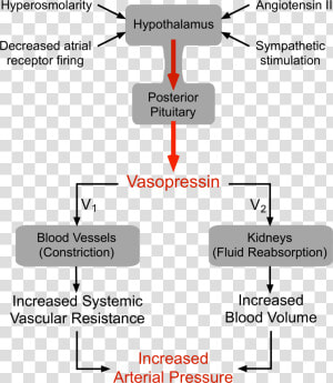 Vasopressin Receptors  HD Png Download