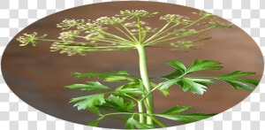 Cow Parsley  HD Png Download