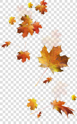 Autumn Color Leaves Leaf Falling Download Hd Png Clipart   Fall Leaves Transparent Background  Png Download