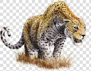 Download Leopard Download Png   Leopard Png  Transparent Png