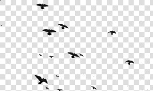 Transparent Flock Of Birds Silhouette Png   Flock  Png Download