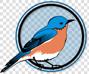 Eastern Bluebird  HD Png Download