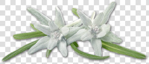 Image Colored Soft Crown Tarziedelweiss   Edelweiss  HD Png Download