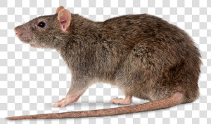 Rat Control By Swat Pest Control Ltd   Rattus Norvegicus  HD Png Download