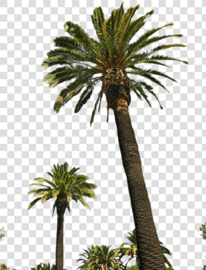 Palm Tree Png Transparent Images   Real Palm Tree Transparent  Png Download