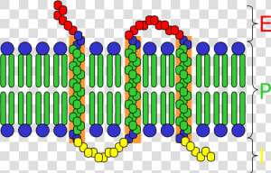 Transparent Integral Png   Components Of Cell Surface Receptors  Png Download