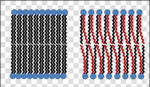 The Diagram Below Shows How The Phospholipids Group   Trans Fatty Acid Membrane  HD Png Download