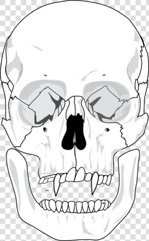 Evil  Skull  Devil  Teeth  Skeleton  Scary   Blank Human Skull Anatomy  HD Png Download