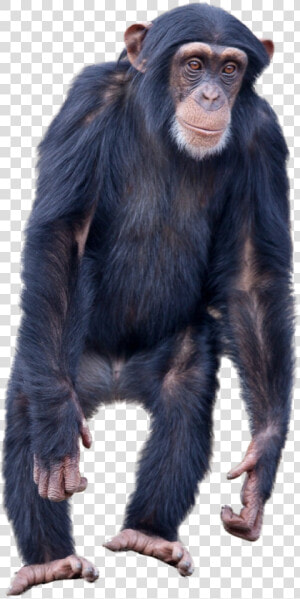 Monkey Standing Png Image   Monkey Standing  Transparent Png