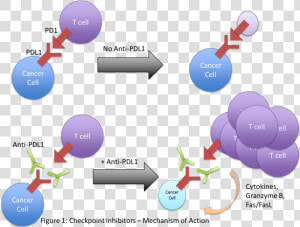 Immunotherapy Pdl1  HD Png Download