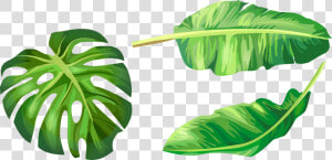 Leaf Leaves Illustration Euclidean Vector Green Banana   Banana Leaf Vector Png  Transparent Png