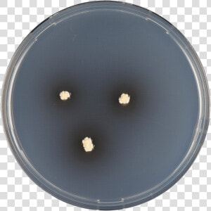 Aspergillus Iizukae Cya   Circle  HD Png Download