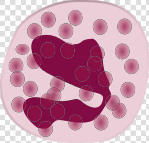 White Blood Cell Eosinophil Neutrophil Immune System   Eosinophil Clipart  HD Png Download