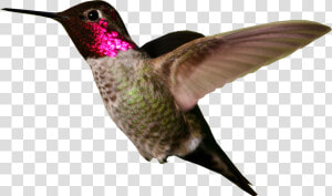 Hummingbird Png Photo   Ruby Throated Hummingbird Png  Transparent Png