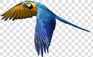 Parrot Flight Isolated Free Picture  HD Png Download