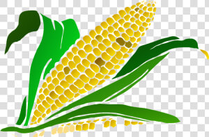 Corn Vector Png   Corn Maze Clip Art  Transparent Png