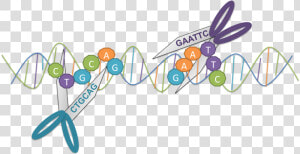 Restriction Enzymes Molecular Scissors  HD Png Download