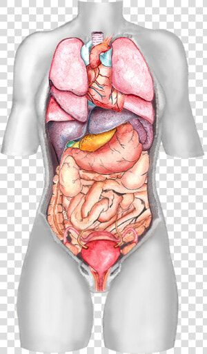 Female Body Organ Diagram   Visceral Organs  HD Png Download