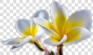 Frangipani  HD Png Download