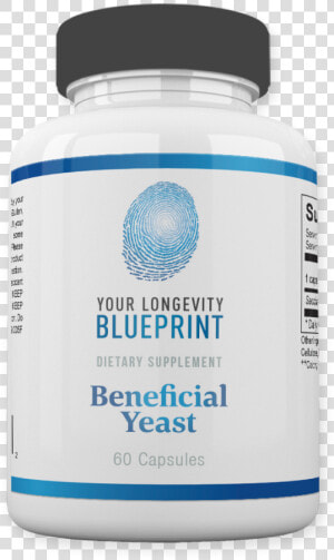 Your Longevity Blueprint  Building A Healthier Body  HD Png Download