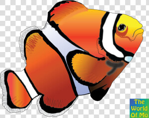 Clown Fish 2 Color Clipart   Png Download   Cartoon Clownfish  Transparent Png