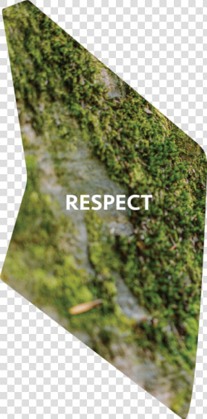 Transparent Mossy Rock Png   Moss  Png Download