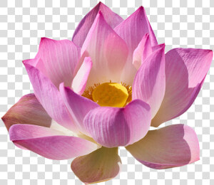 Lotus  Lily  Lotus Png  Lily Png   Lotus Png  Transparent Png