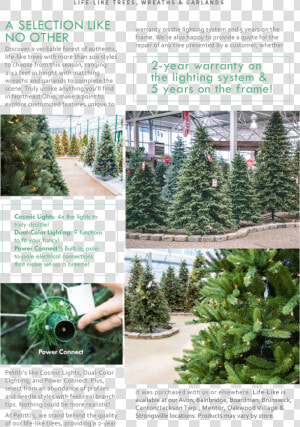 Colorado Spruce  HD Png Download