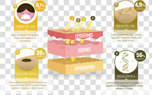 Infografia De La Radiacion Solar  HD Png Download