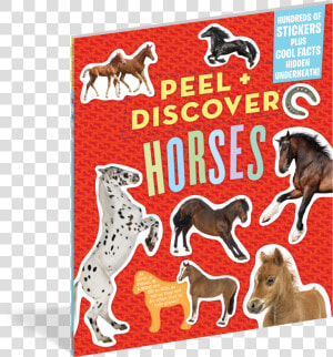 Peel Discover   Peel   Discover  Horses  HD Png Download