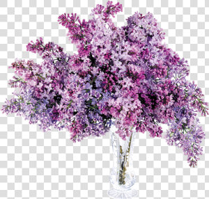 Lilac Transparent  HD Png Download