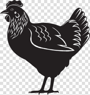 Hen Png Download   Layers Chicken Black And White  Transparent Png