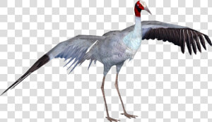 Cranesarus Tamara Henson   Eastern Sarus Crane Png  Transparent Png