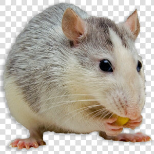 5 Signs You May Have Mice   Mouse Pets  HD Png Download