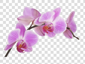 Transparent Orquidea Png   Orquideas Png  Png Download