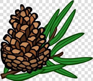 Pine Family plant flower   Pinecone Clipart  HD Png Download