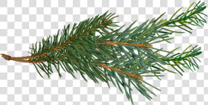 Pine Branch Png   Pine Tree Branch Png  Transparent Png