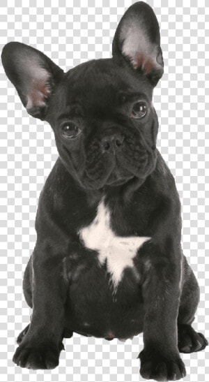 Black French Bulldog Transparent   French Bulldog Transparent Background  HD Png Download