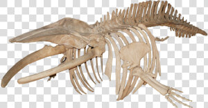 Balanoptera Acutorostrata Minke Whale   Whale Skeleton Png  Transparent Png