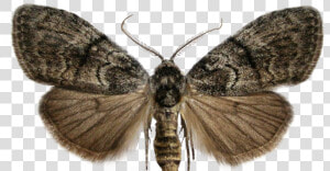  moth  sticker  freetoedit   Female Moth Antennae  HD Png Download