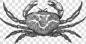 Crab   Crab Png Black And White  Transparent Png