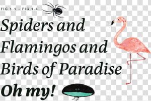 Spiders And Flamingos And Birds Of Paradise Oh My   Greater Flamingo  HD Png Download