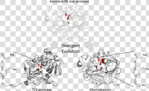 Triad Divergence   Serinas Proteasas Triada Catalitica  HD Png Download