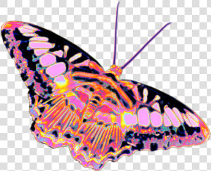  butterfly  holo  holographic  colorful  rainbow  pastel   Moth  HD Png Download