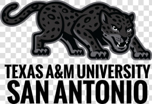 Transparent Jaguar Mascot Clipart   Texas A amp m San Antonio Jaguars  HD Png Download